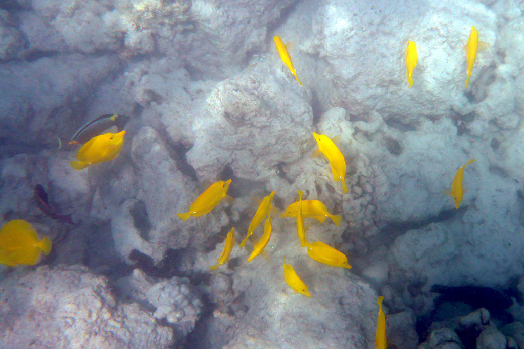 Snorkeling in Makaiwa Bay