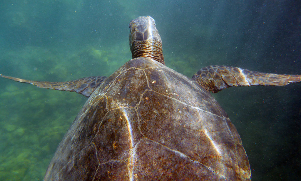 Snorkeling With Green Sea Turtles
