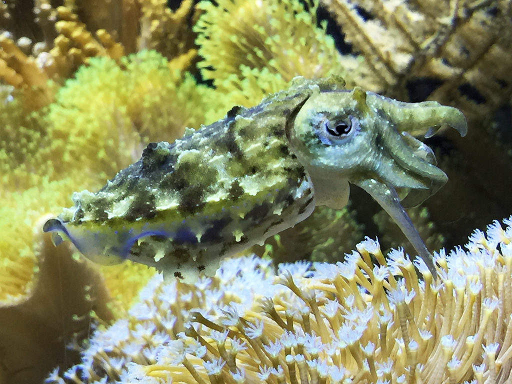 Steinhart Aquarium