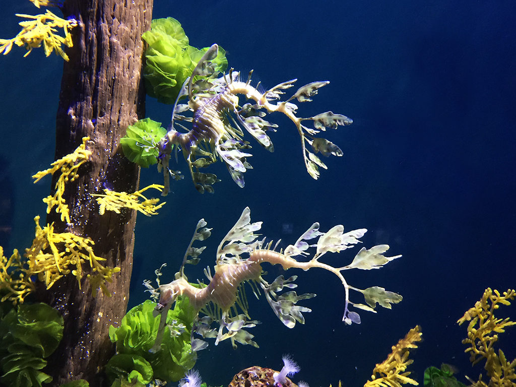Steinhart Aquarium in San Francisco