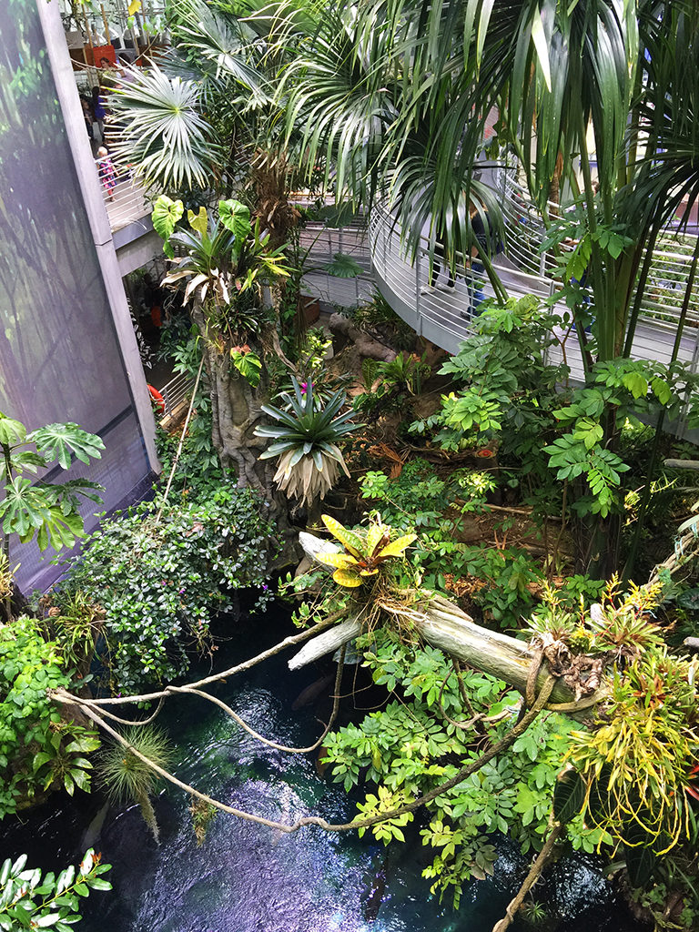 Three Story Rainforest Exhibit at the Academy of Sciences in San Francisco