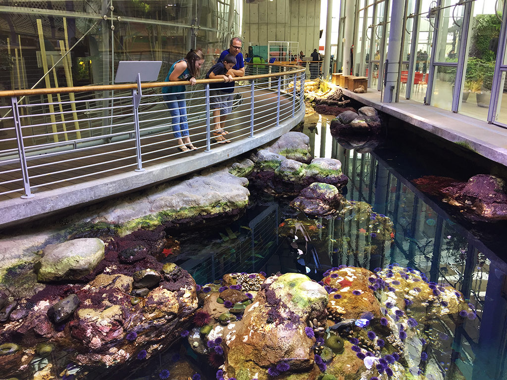 Tidepool Tanks at the California Academy of Sciences