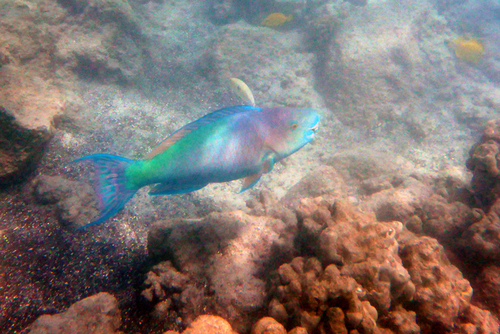 Tropical Rainbow Fish, Snorkeling on the Big Island of Hawaii