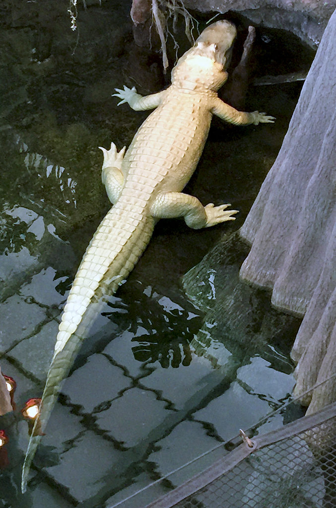 White Alligator