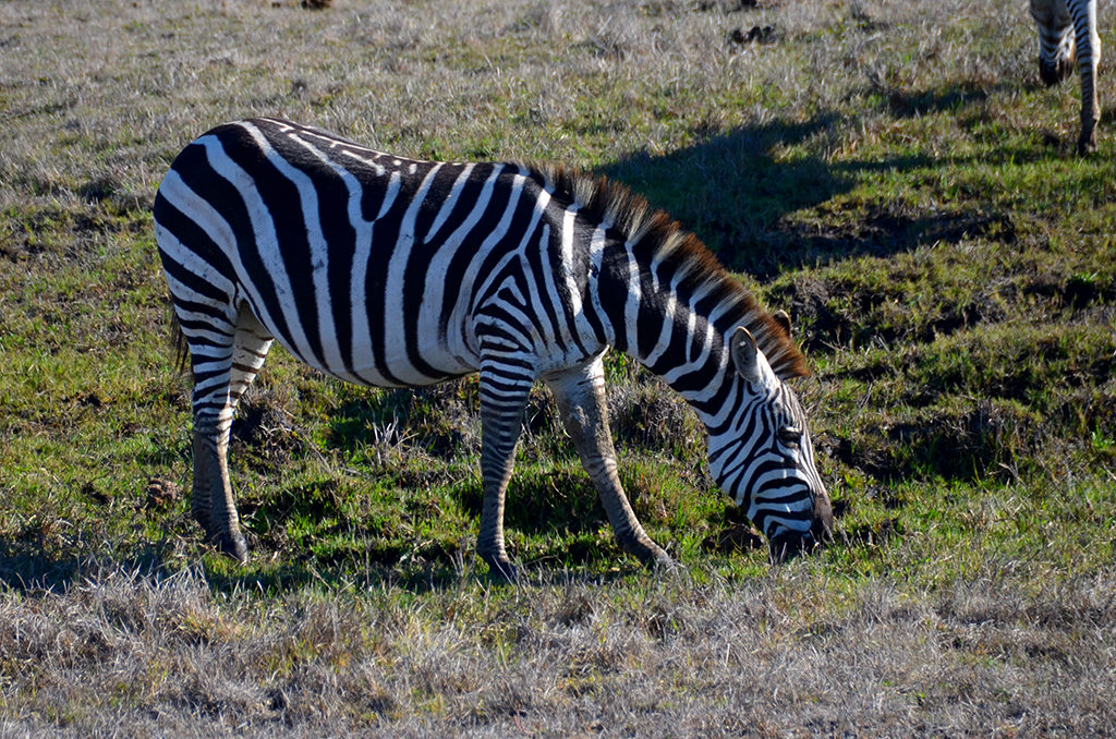 William Randolph Hearst Zebras