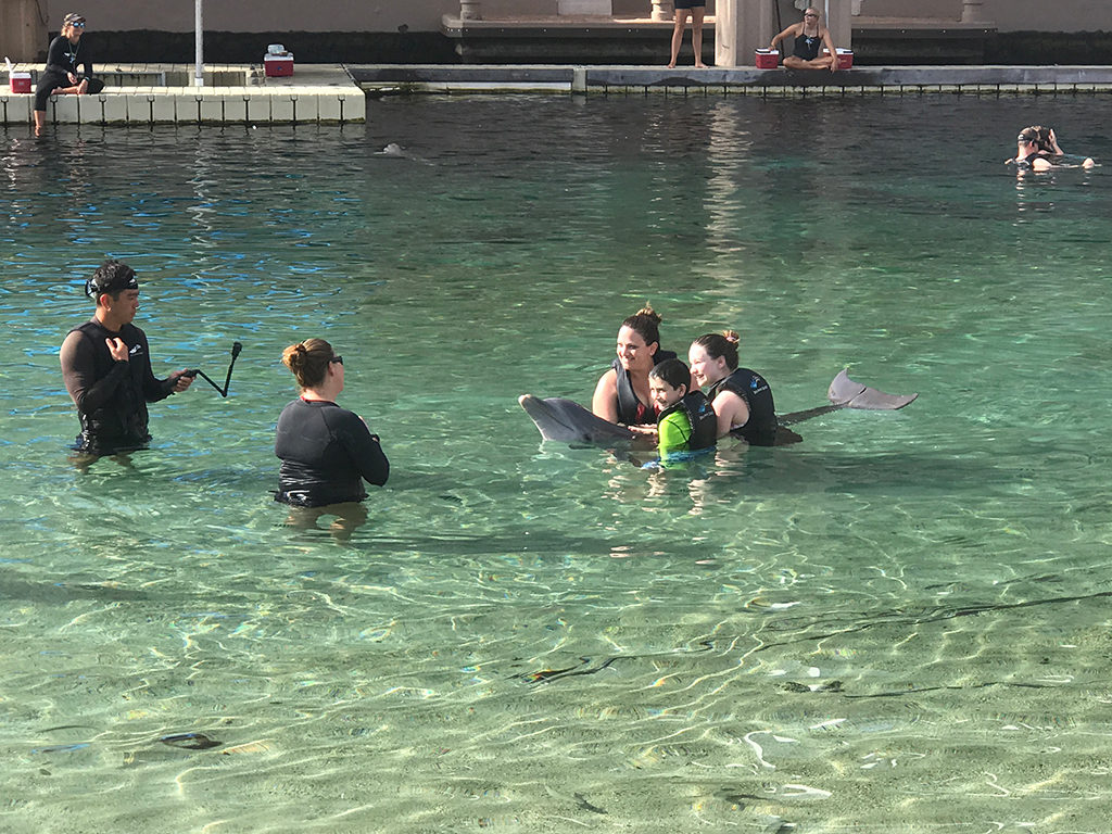 Dolphin Quest Swimming With Dolphins On The Big Island Of Hawai'i