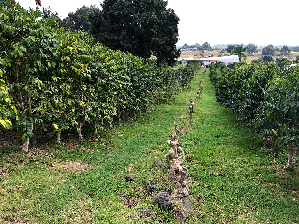 Tour Kona Joe Coffee in the Gold Belt of the Kona Coffee District, Hawaii
