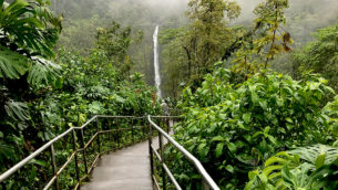 Akaka Falls is a Plunging 442 foot waterfall of the Big Island Of Hawaii