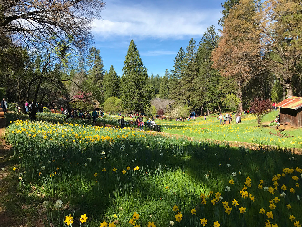 View of Daffodil Hill in Amador County