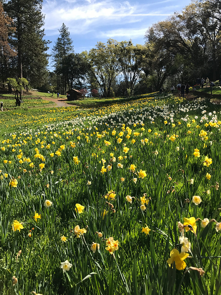 Daffodil Hill Spring Blooms
