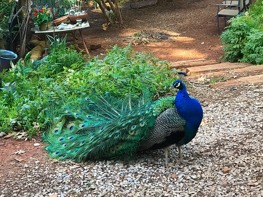 Peacocks at Daffodil Hill