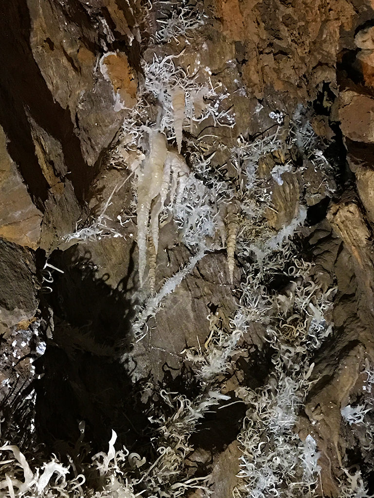 Helictites and Stactites at Black Chasm Cavern