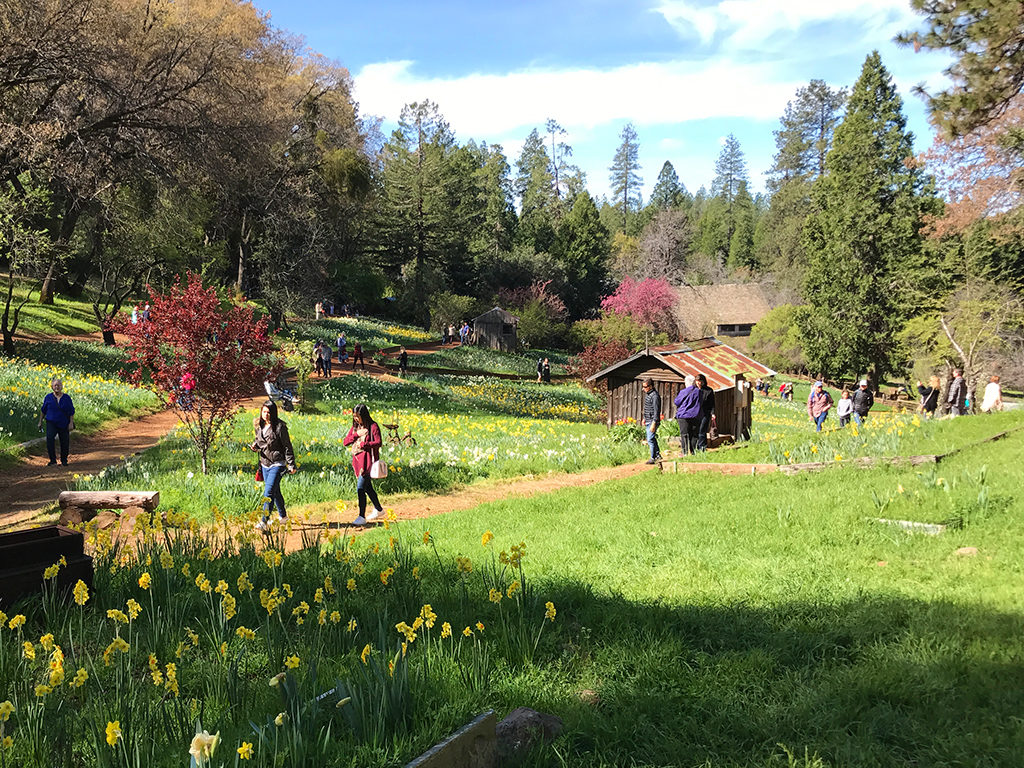 Visiting McLaughlin's Daffodil Hill in Amador County