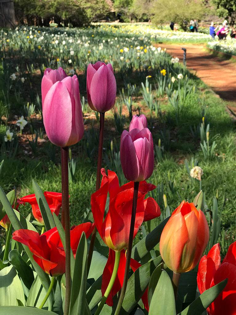 Pink and Red Tulips at Daffodil Hill
