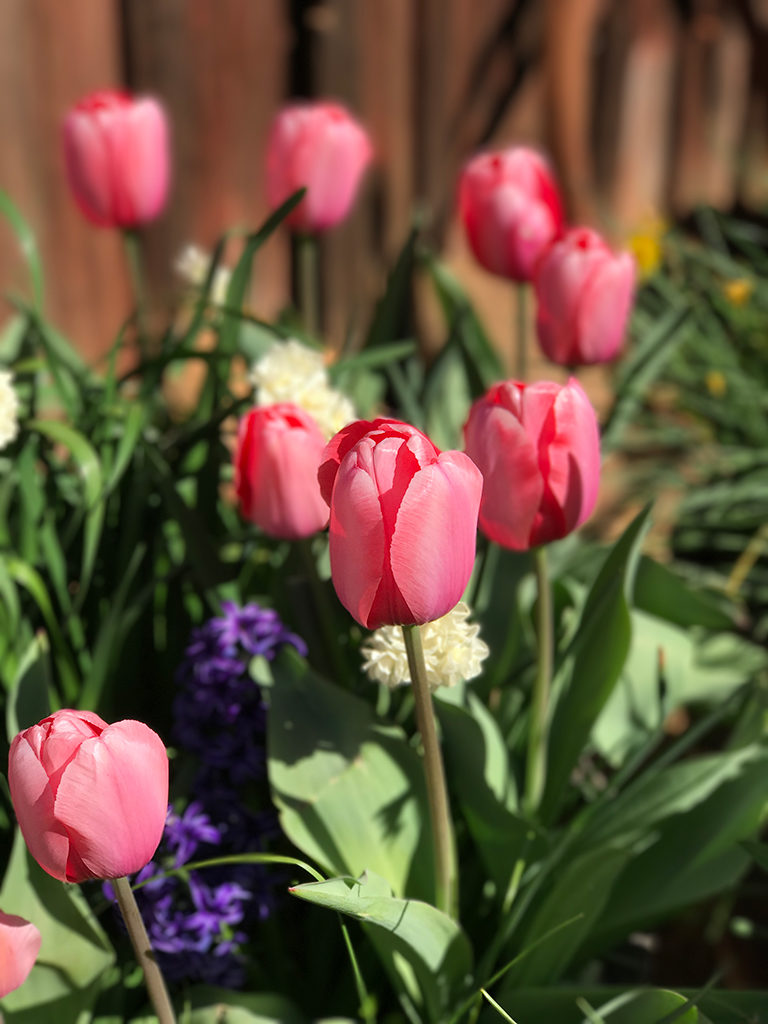 Tulips and Spring Blooms