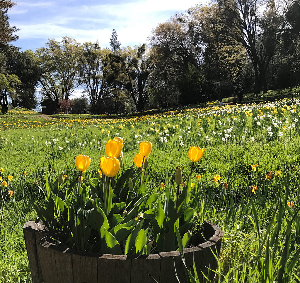 Yellow Tulips and Daffodils in Volcano, California