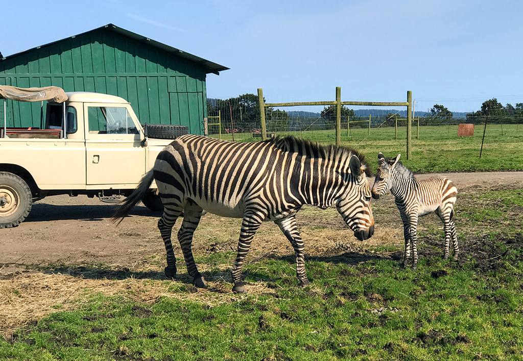 B Bryan Preserve: See Zebras And Kiss Giraffes In Point Arena, California