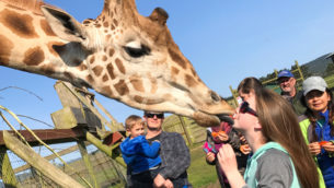 B Bryan Preserve Kiss A Giraffe