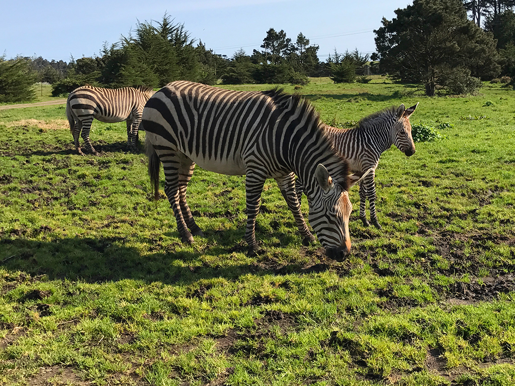 B Bryan Preserve: See Zebras And Kiss Giraffes In Point Arena, California