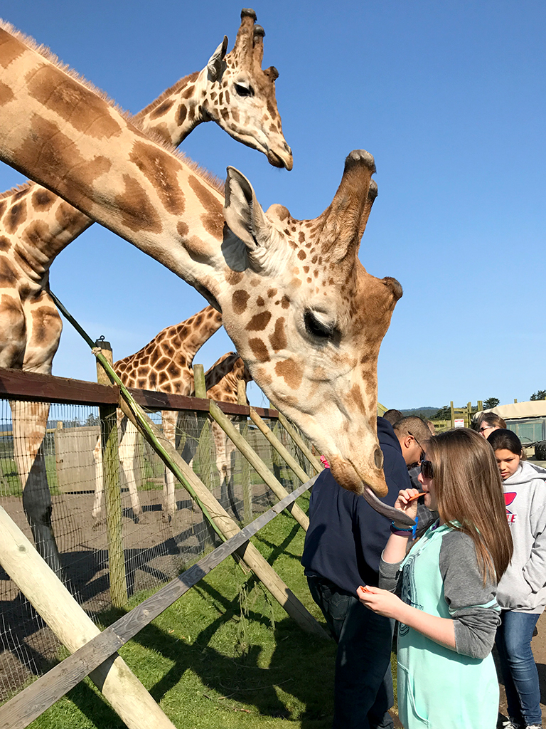 B Bryan Preserve: See Zebras And Kiss Giraffes In Point Arena, California