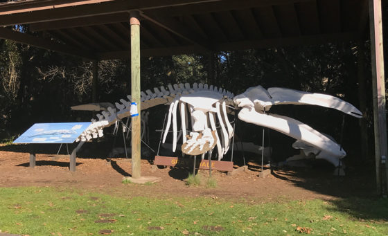 Gray Whale Skeleton at MacKerricher State Park Picnic Area
