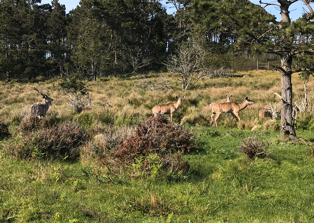 B Bryan Preserve: See Zebras And Kiss Giraffes In Point Arena, California