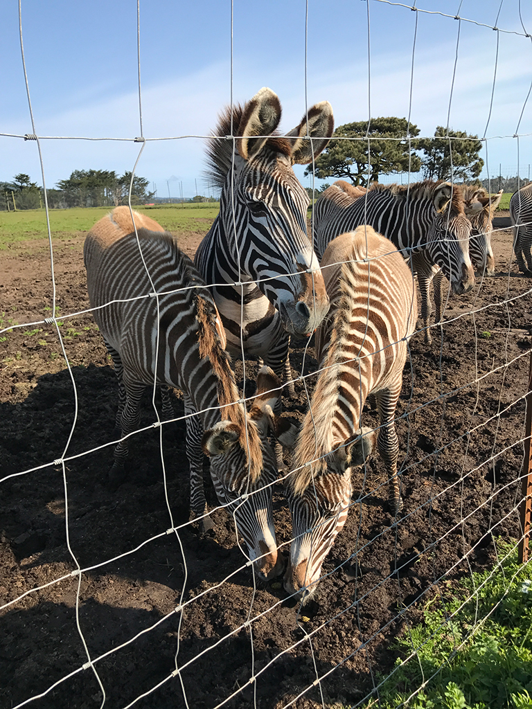 B Bryan Preserve: See Zebras And Kiss Giraffes In Point Arena, California