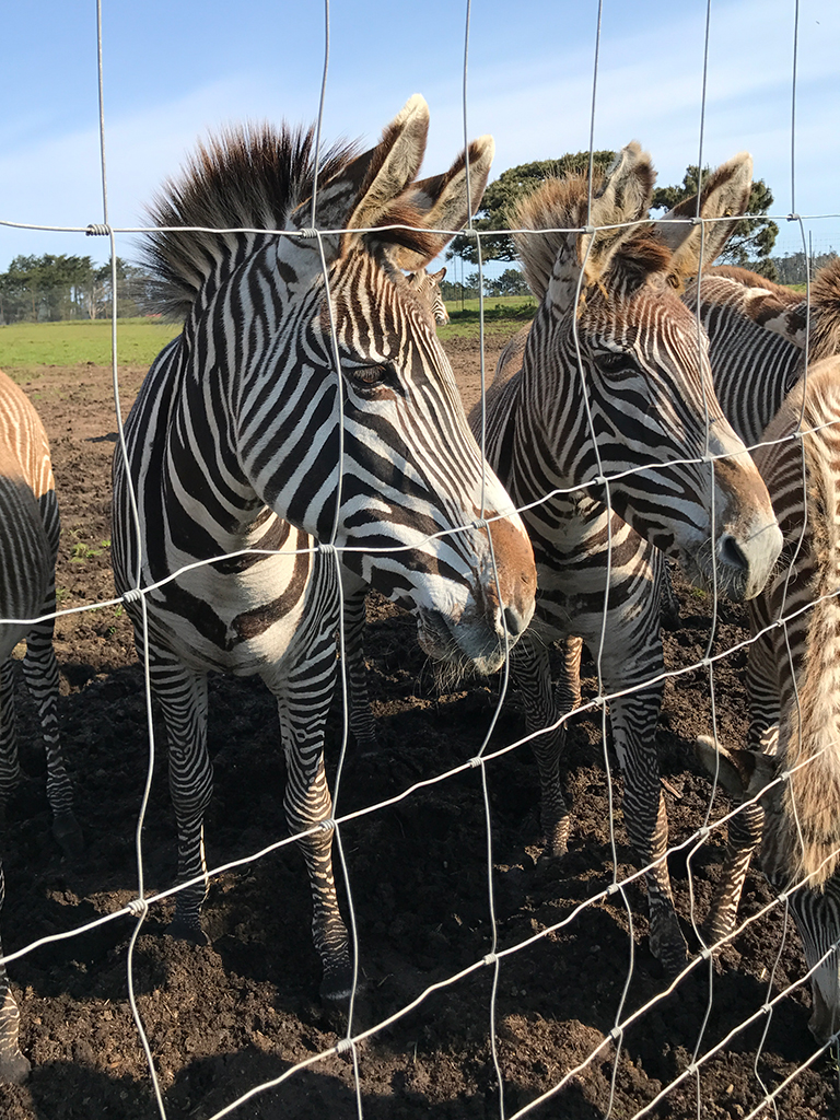 B Bryan Preserve: See Zebras And Kiss Giraffes In Point Arena, California