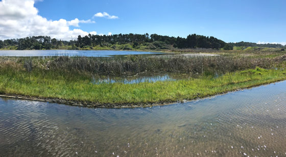Lake Cleone Wetlands Area