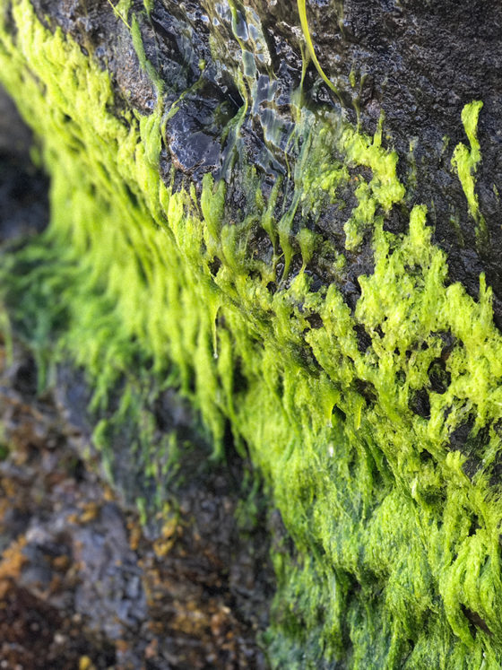Lime Green Sea Moss