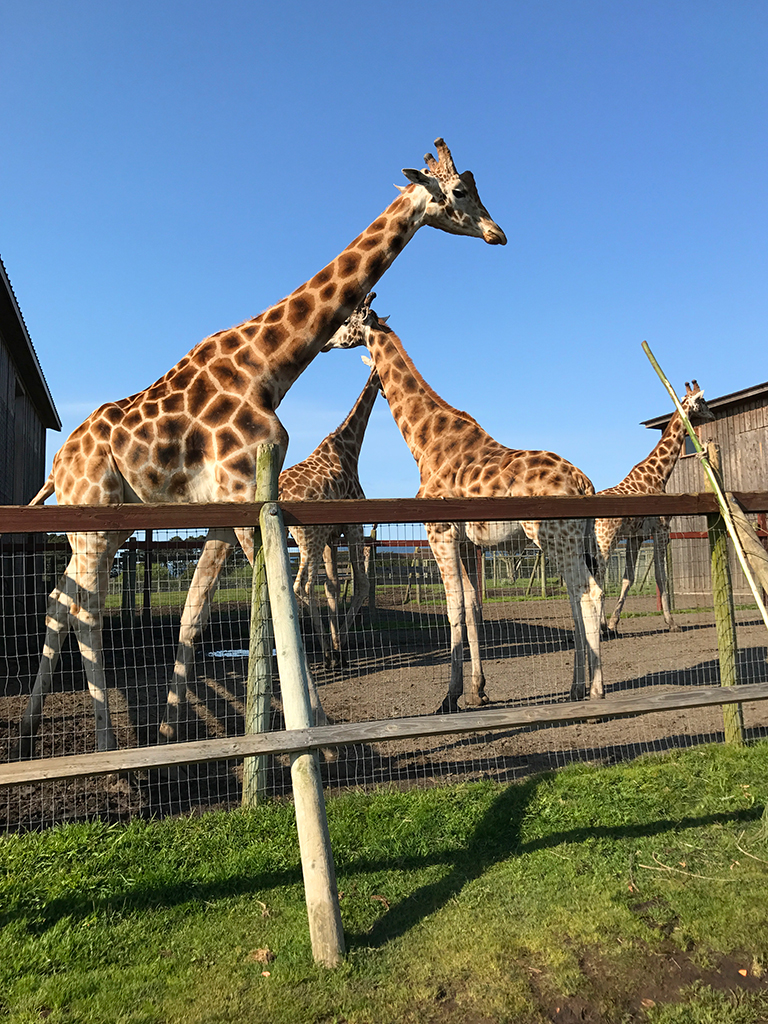 Rothschild Giraffe B Bryan Preserve