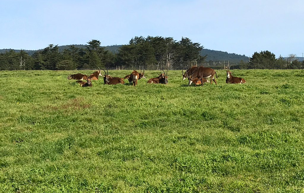 B Bryan Preserve: See Zebras And Kiss Giraffes In Point Arena, California