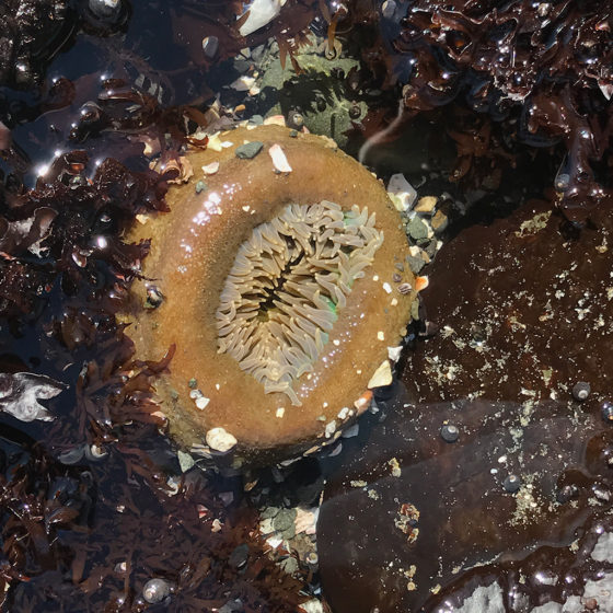 A Sea Anenome Found While Tidepooling