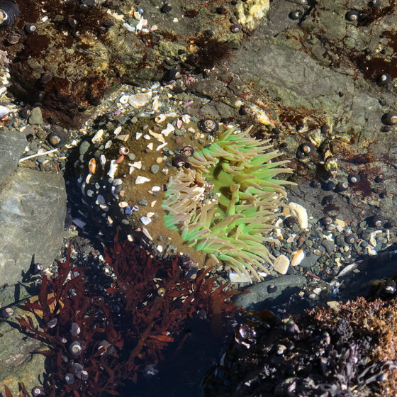 Find Sea Anenomes While Tide pooling at MacKerricher State Park
