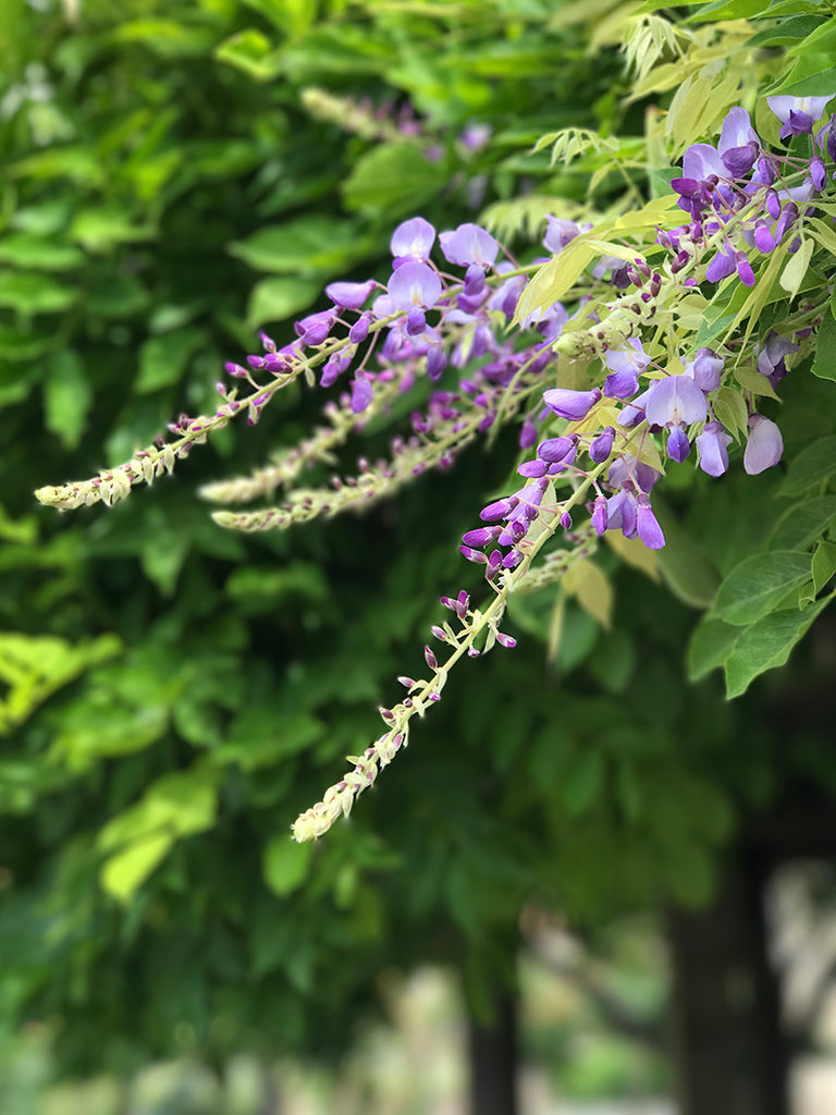 100 year old Wisteria at Mission Santa Clara