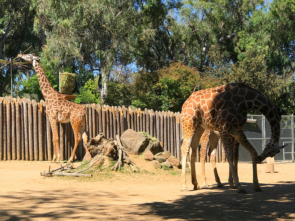 Giraffes at the Sacramento Zoo