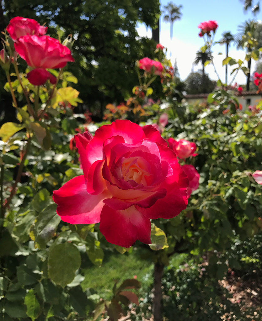 Mission Santa Clara Cemetary Rose Garden