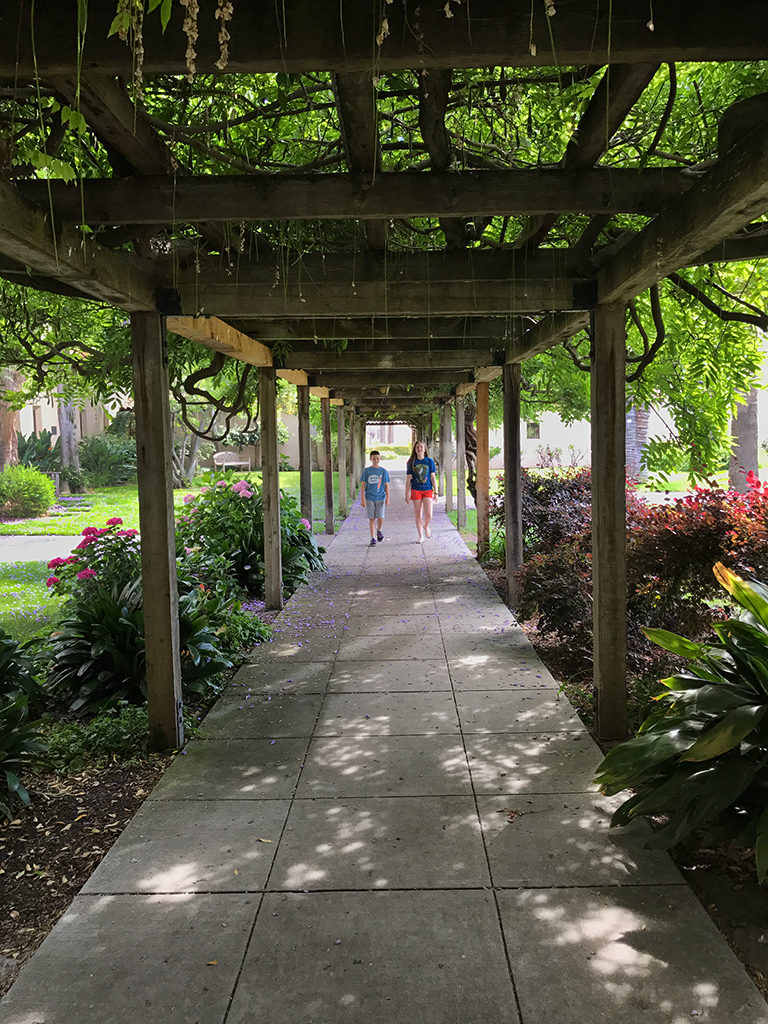 Old Wisteria Covered Walkway