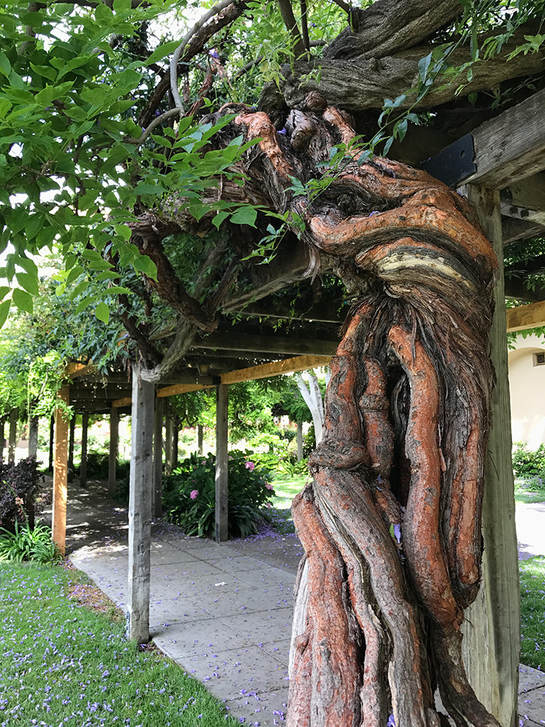 Old Wisteria Vines at Mission Santa Clara