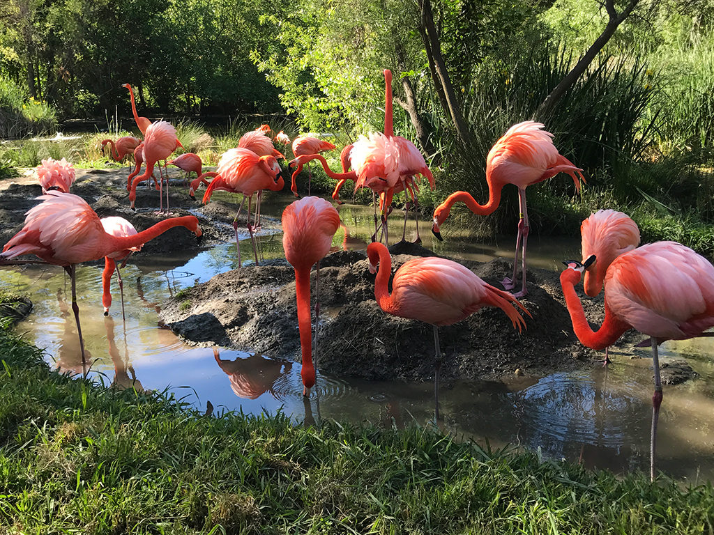 Sacramento Zoo Flamingos