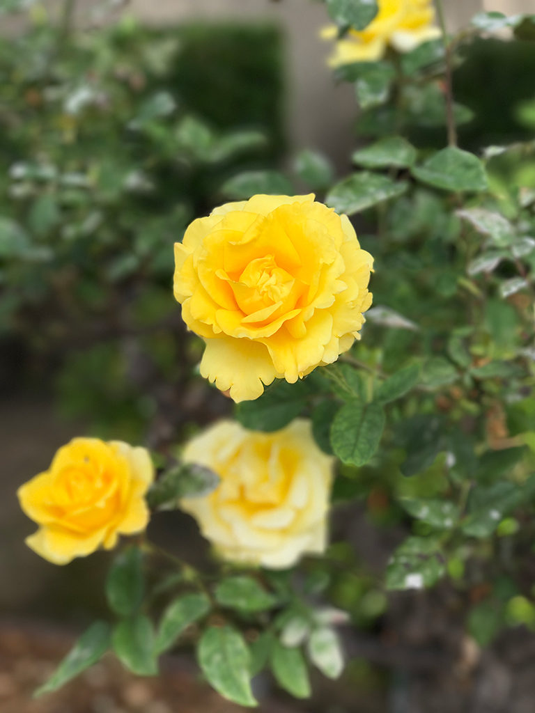 Yellow Roses at Mission Santa Clara