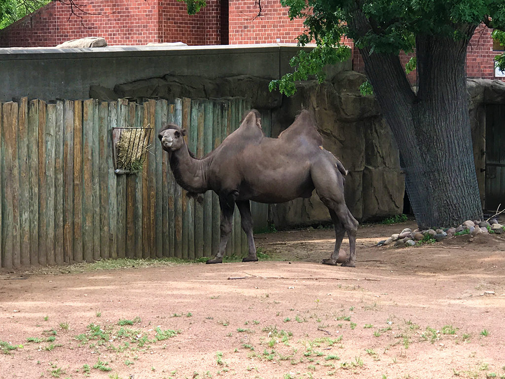 A Two Hump Camel