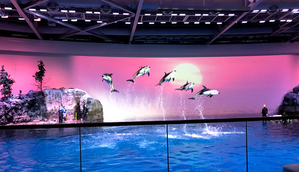 Visit The Shedd Aquarium at Chicago's Museum Campus in Grant Park - Dolphin Show SheDD Aquarium 1024x591