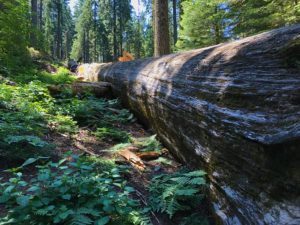 Big Trees Grove: Giant Sequoias In Placer County