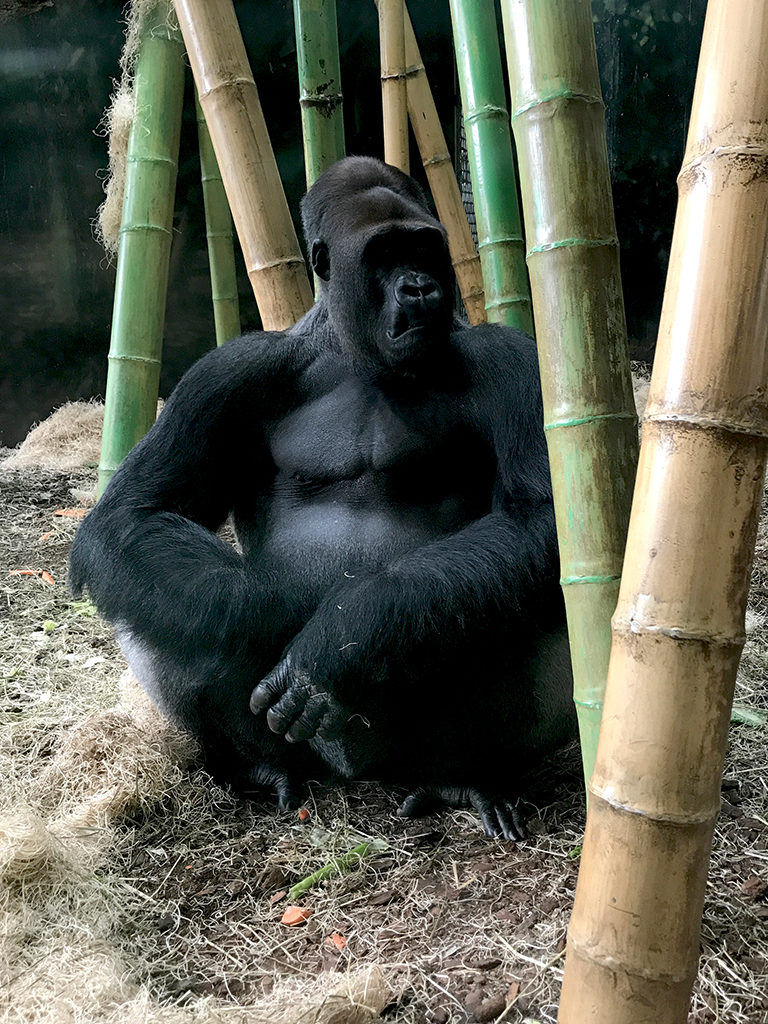 See Gorillas at the Zoo in Chicago
