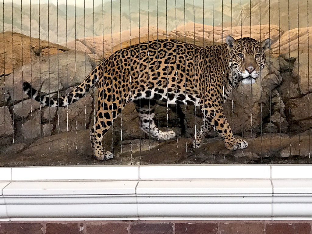 See a Jaguar at the Free Lincoln Park Zoo