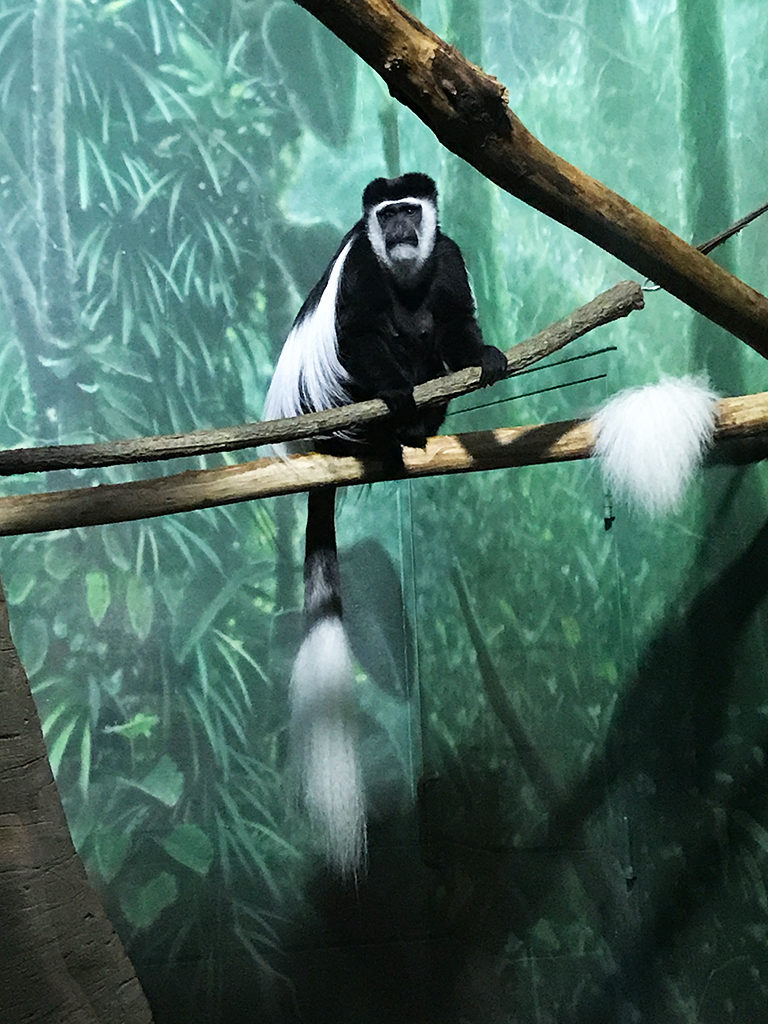 Visit a Variety of Monkeys at the Lincoln Park Zoo in Chicago