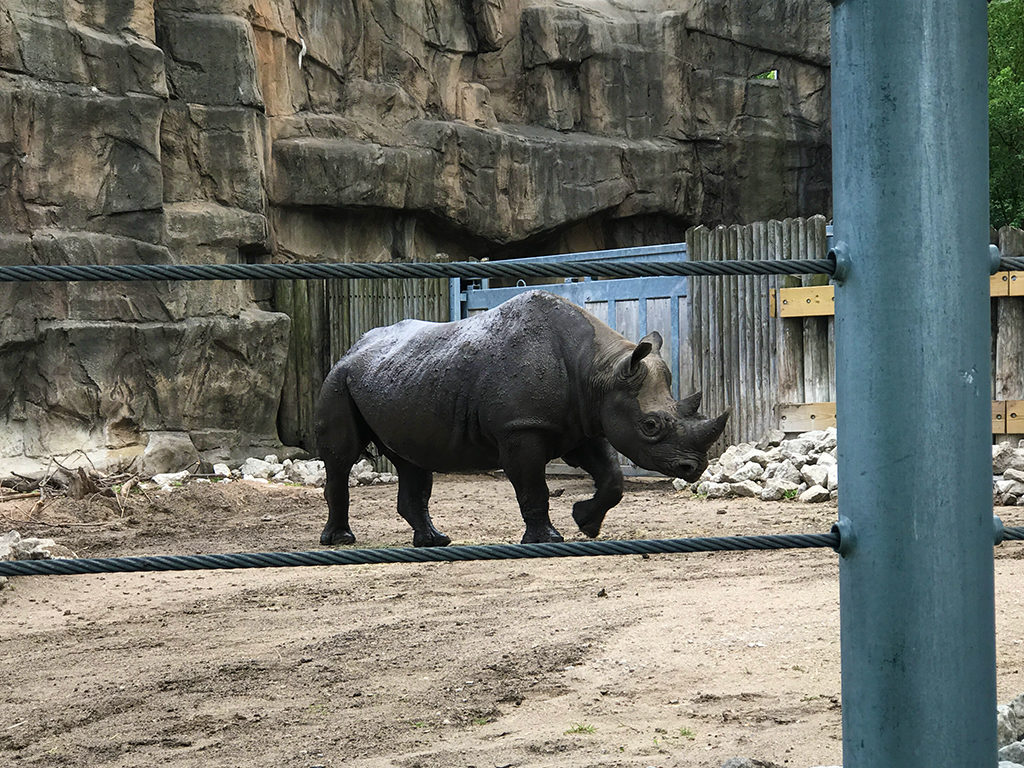 Rhinocerous at the Lincoln Park Zoo