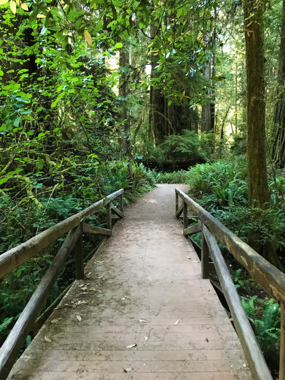 Wooden Bridge in a Redwood Forest