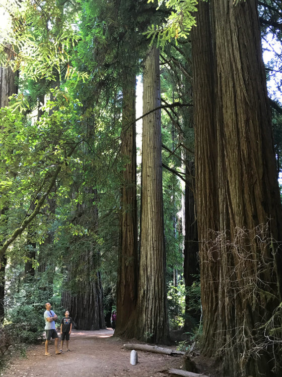 Carter and Brian Bourn looking at Coastal Redwoods